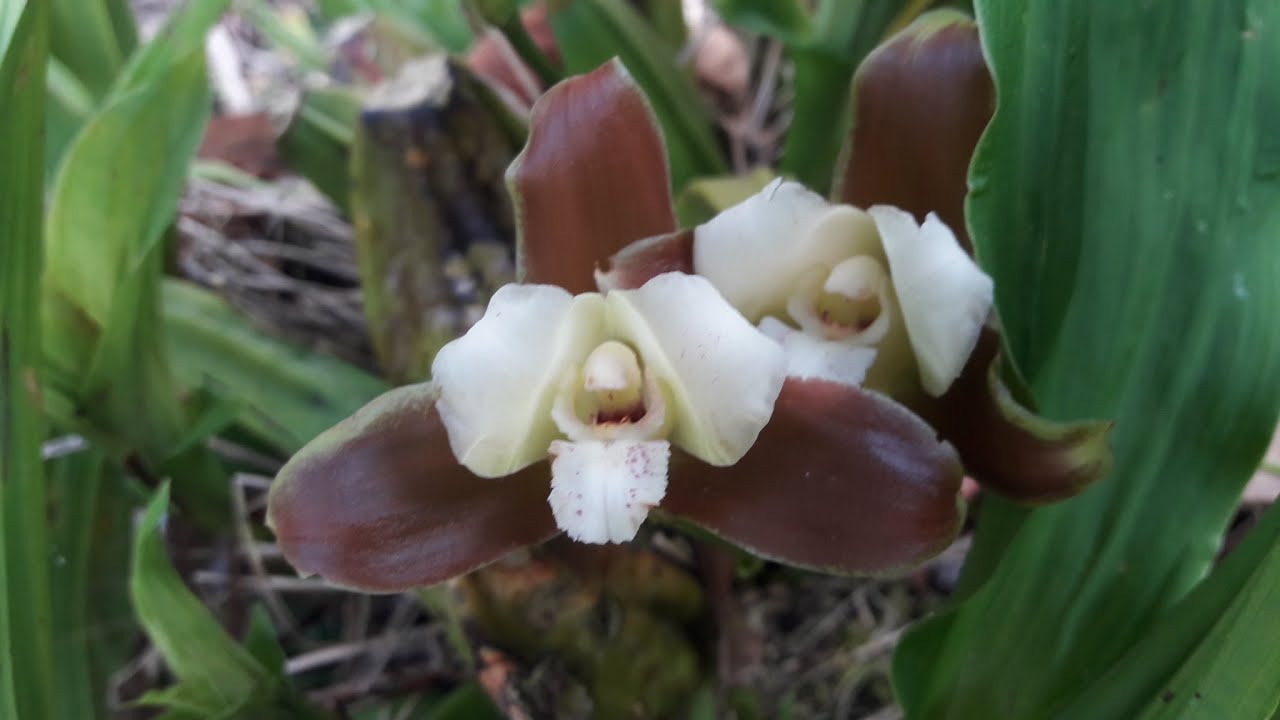 Orquidea Lycaste Dowiana