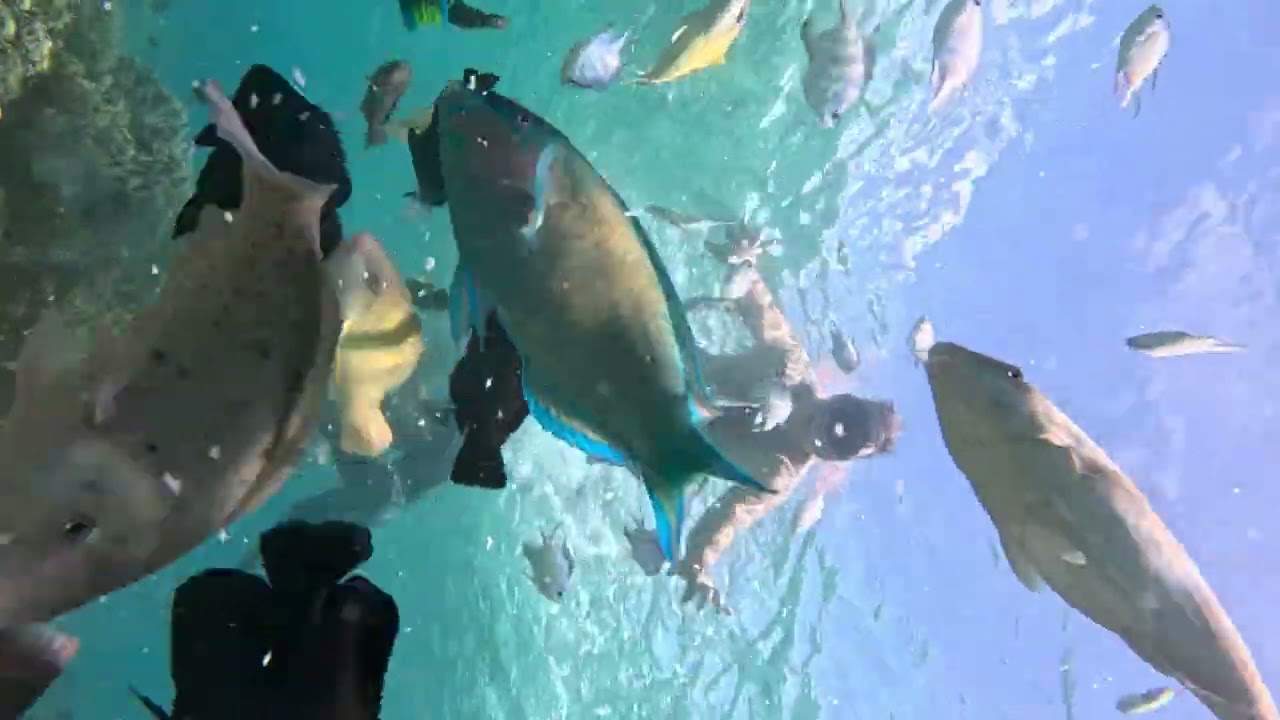 31.07.2024  OSLOB PHILPHINE FEEDING FISH #