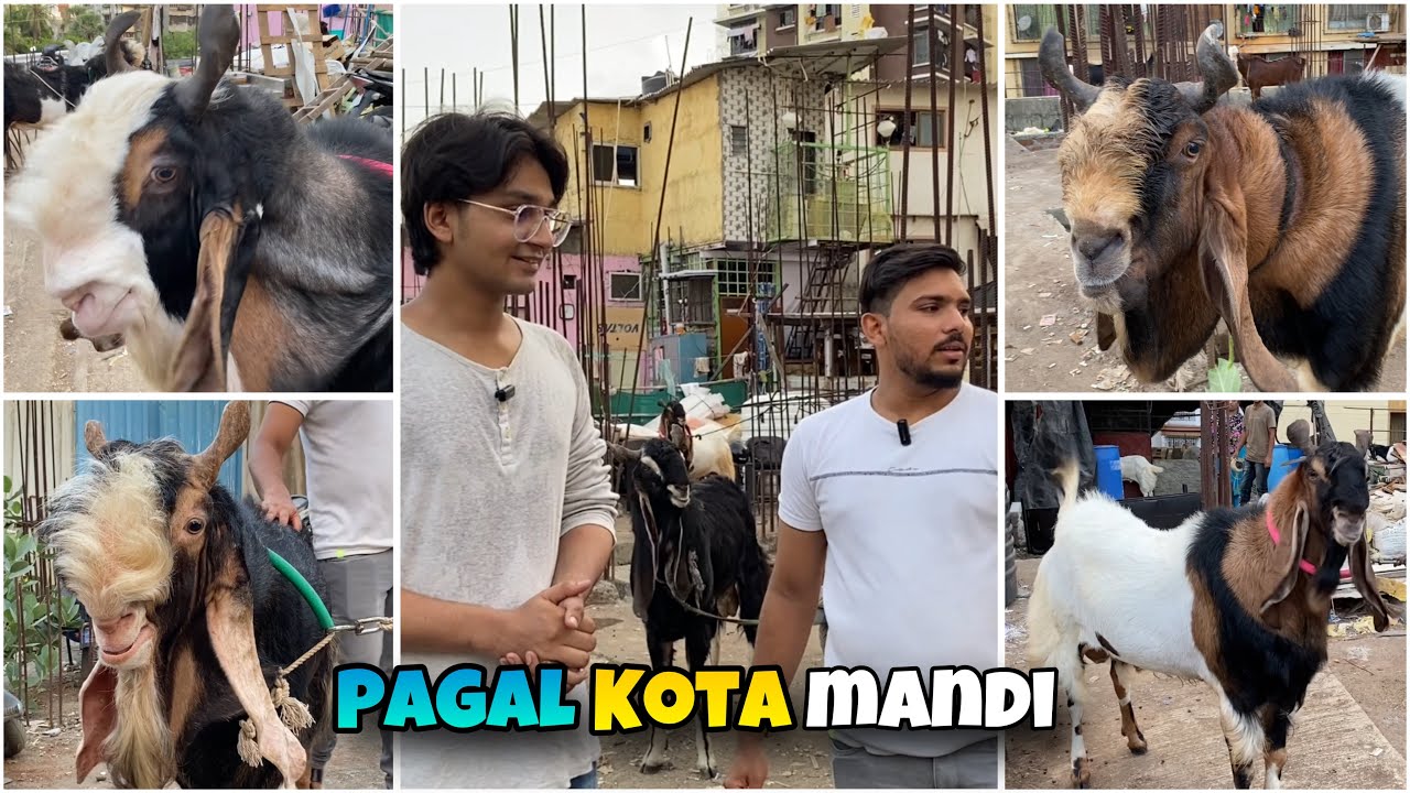Aggressive Kota goats for sale at KGF Mumbai Andheri
