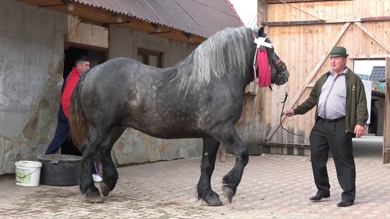 Armasari suri, proprietar Costica Bodale | Marginea, Județul Suceava 2017