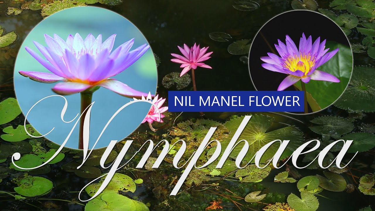 Nymphaea - Nil Manel | Sri Lanka