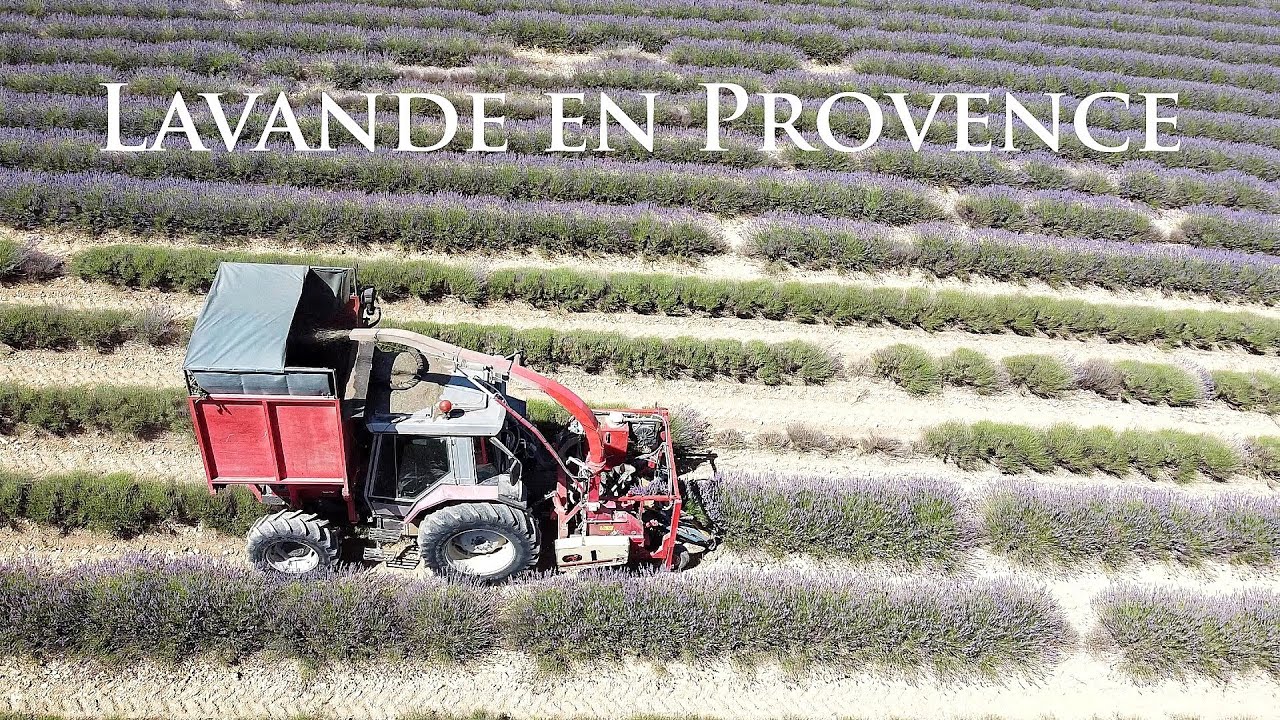 Lavande en Provence