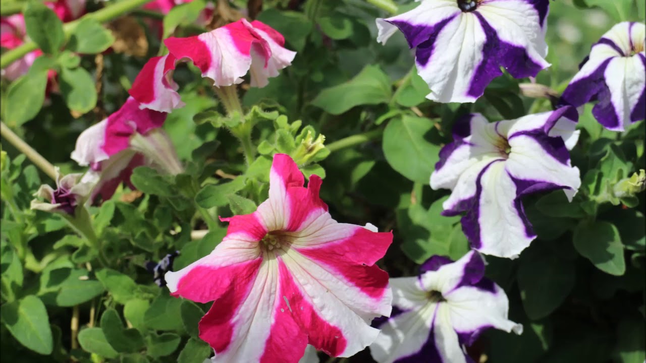 Amazing Ooty Flower Show 2019 - India's best Flower Show  Nature at its best