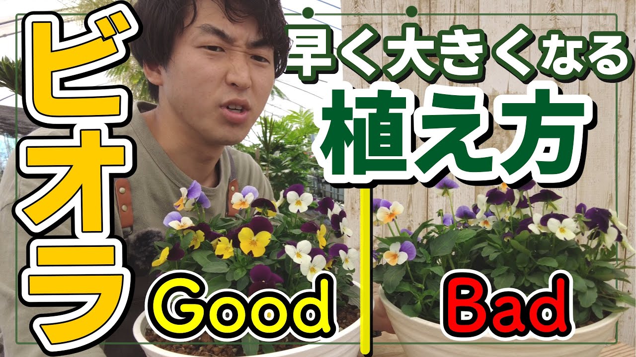 【園芸】ビオラを早く大きくするには？！ビオラの植え方・切り戻し方法徹底解説！！#管理方法#育て方