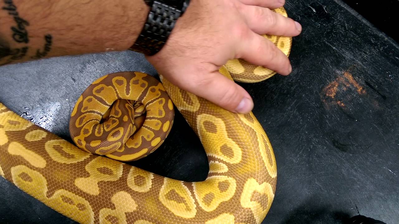 BASE MORPH: Ultramel