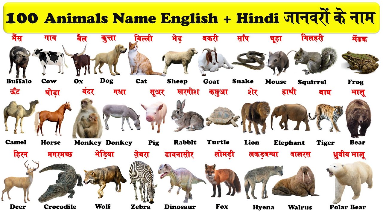 100 animals name in english and hindi with Pictures | 100 जानवरों के नाम हिन्दी और अंग्रेजी में |