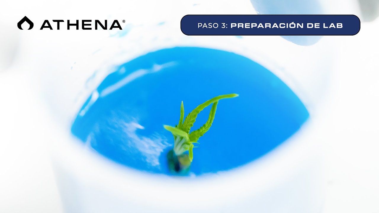 Tissue Culture Kit &ndash; Paso 3: Preparaci&oacute;n de Lab