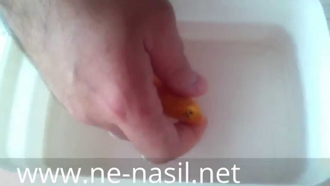 Ciklet Balığı Kusturma