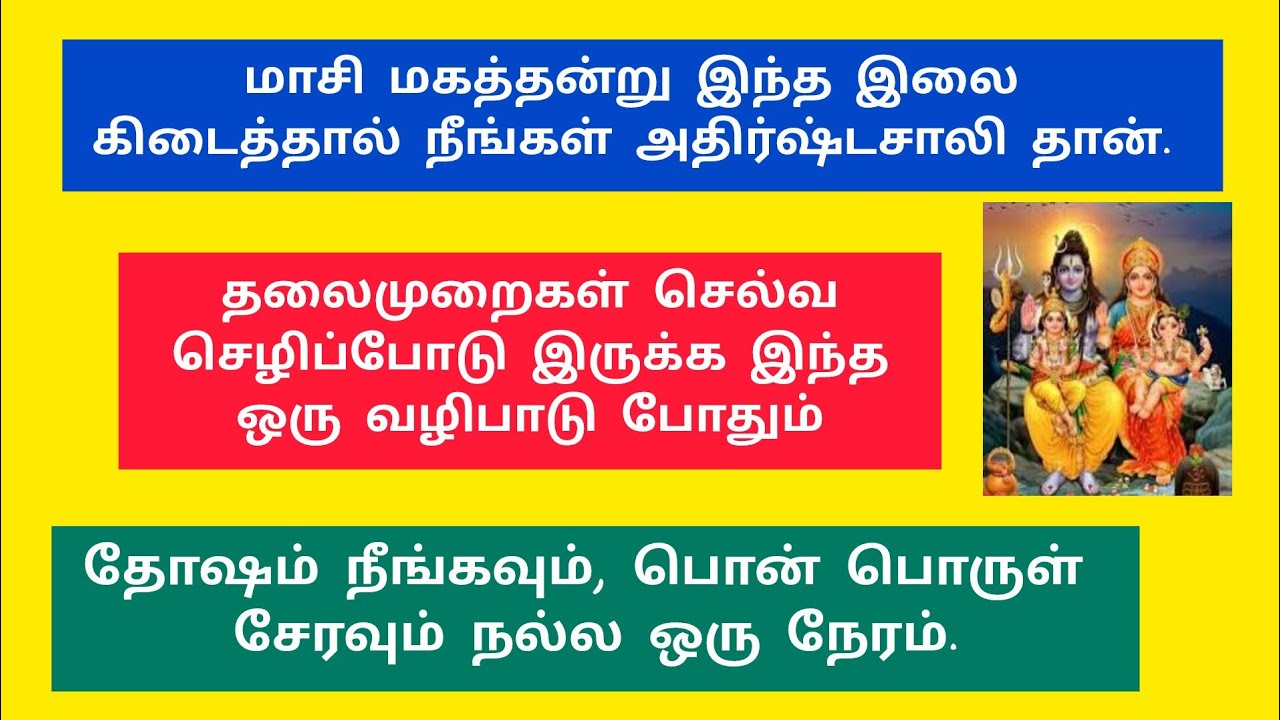 மாசி மகத்தன்று இந்த இலை கிடைத்தால் நீங்கள் தான் புண்ணியம் செய்தவர்கள் 🙏