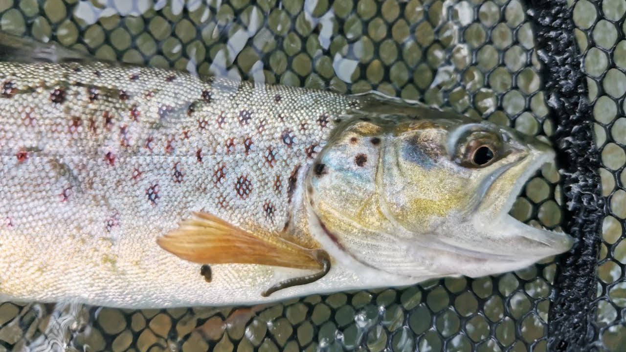 Lov Pstruhov 🐟 na mušku 🪰 technikou bager, Rybárske Videá, muškárenie
