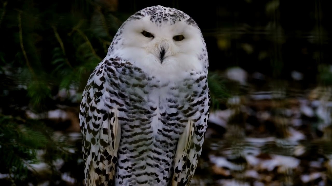 Owl Documentary | Amazing Facts About the Mysterious Bird of the Night
