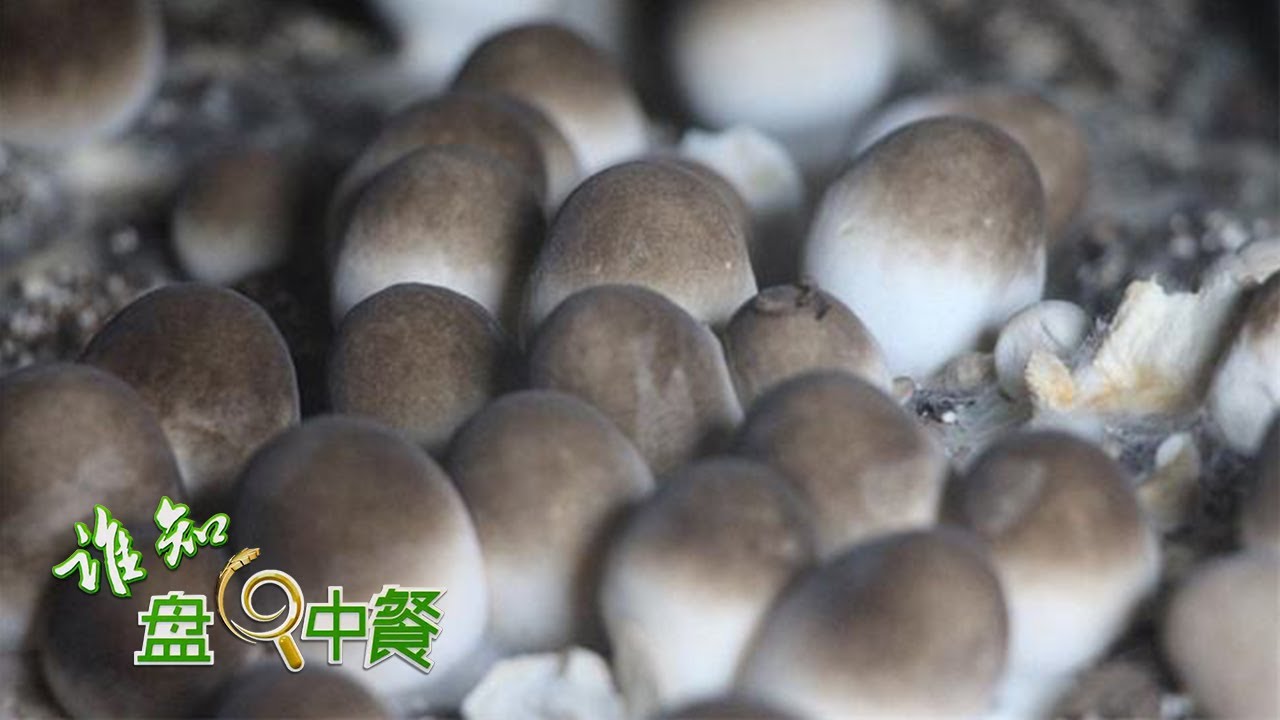 探秘草菇的种植王国：带着“神秘微笑”的菌菇是怎么种出来的？种在“桑拿房”里的菌菇又有何与众不同？丨「谁知盘中餐」20220820