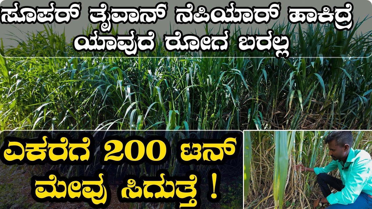 ಸೂಪರ್‌ ತೈವಾನ್‌ ನೆಪಿಯಾರ್‌ ಹಾಕಿದ್ರೆ ಯಾವುದೆ ರೋಗ ಬರಲ್ಲ | ಎಕರೆಗೆ 200 ಟನ್‌ ಮೇವು ಸಿಗುತ್ತೆ !