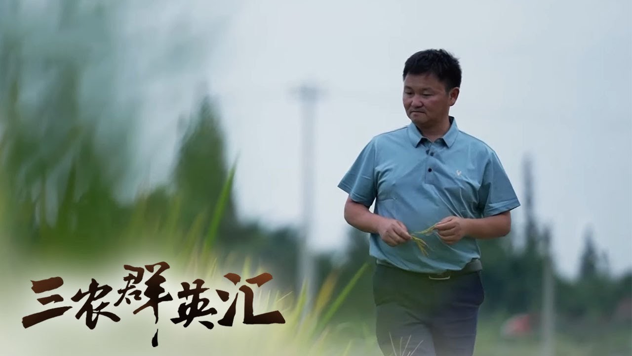 水稻丰收却遭遇连续大雨？“全国种粮大户”带来神秘设备助力水稻顺利丰收 | 「三农群英汇」20211016