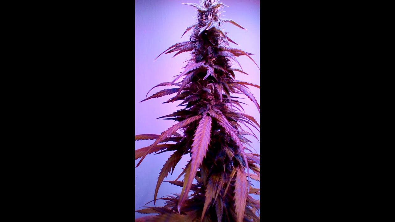 Viparspectra 300 -Autoflowers - Day 56