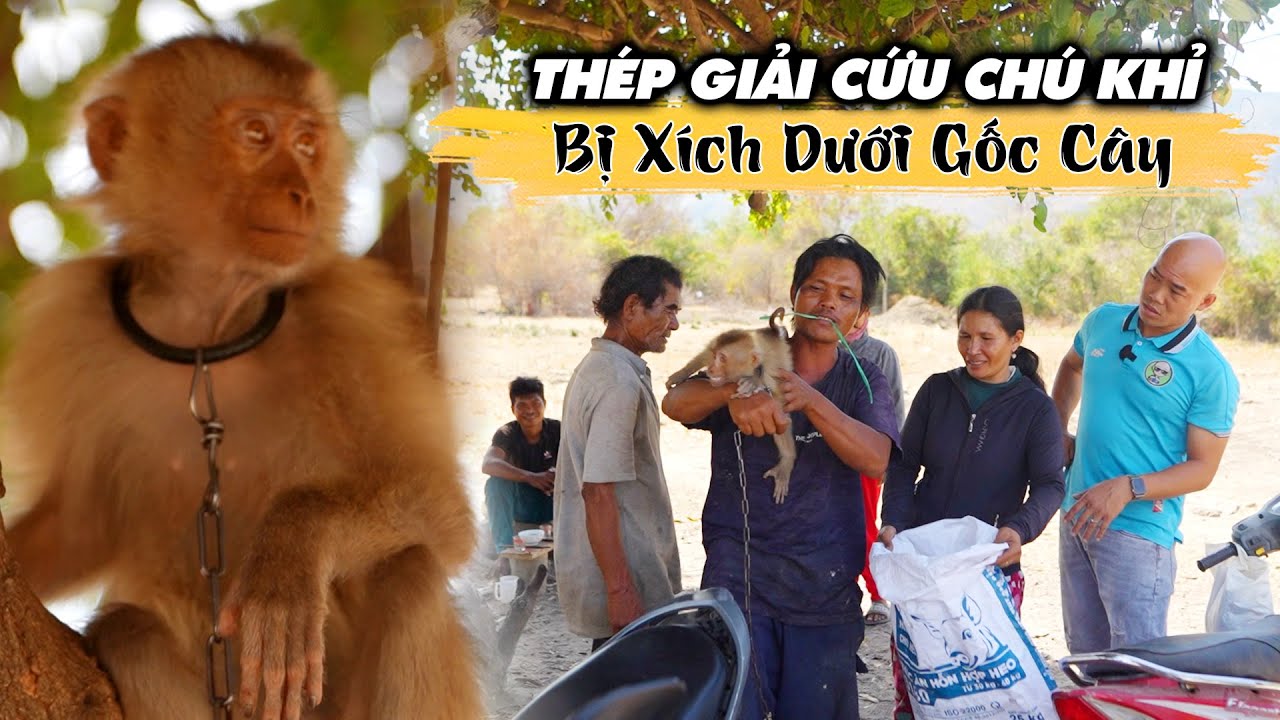 THÉP THIẾT PHỤC CHỦ NHÀ MUA CON KHỈ MÀ CHỦ NHÀ KHÔNG BÁN...