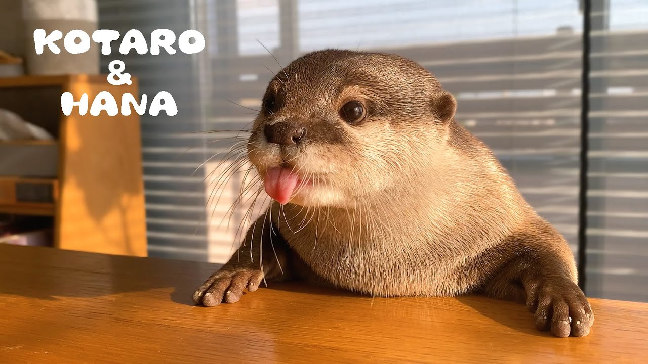ASMR Otters Make Cute Noises While Eating