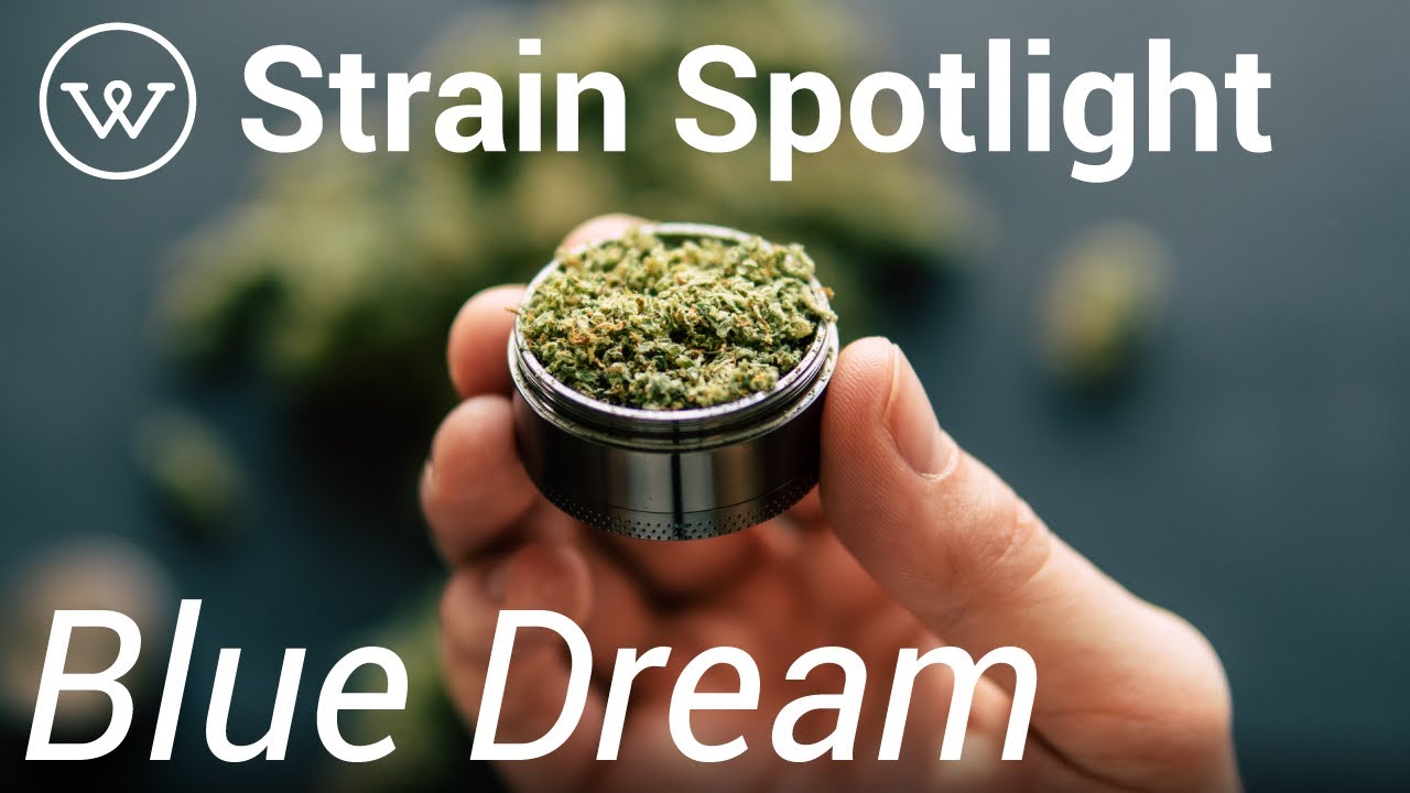 Blue Dream | Strain Spotlight