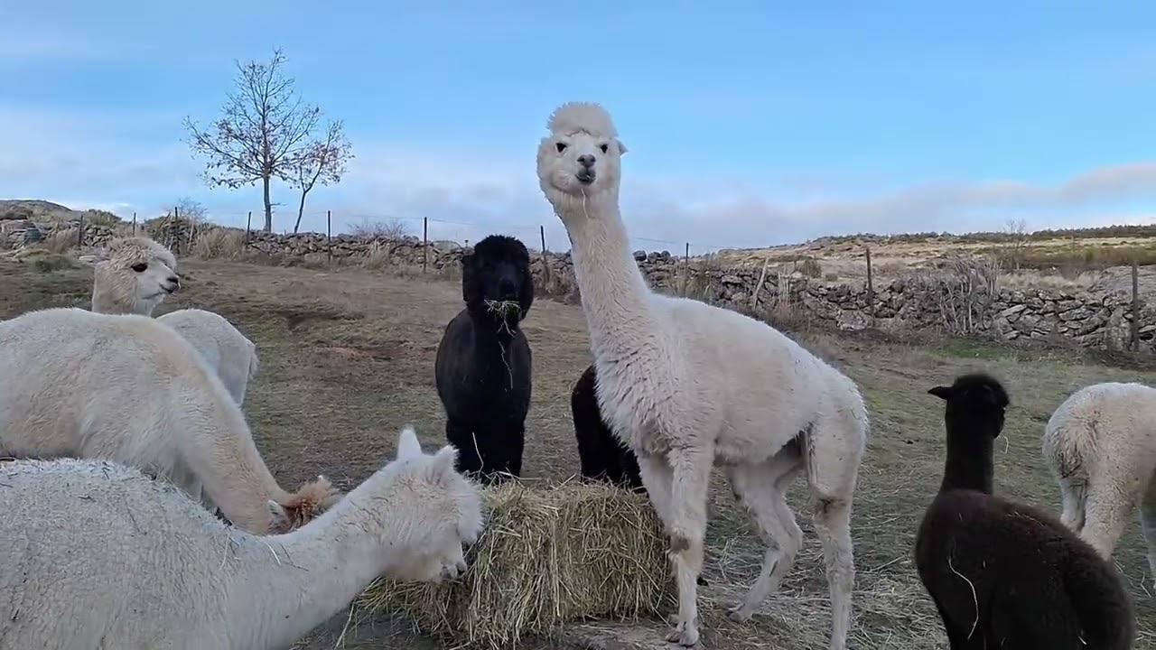 Alpacas de Gredos: A February Evening with the Ladies and their Cria