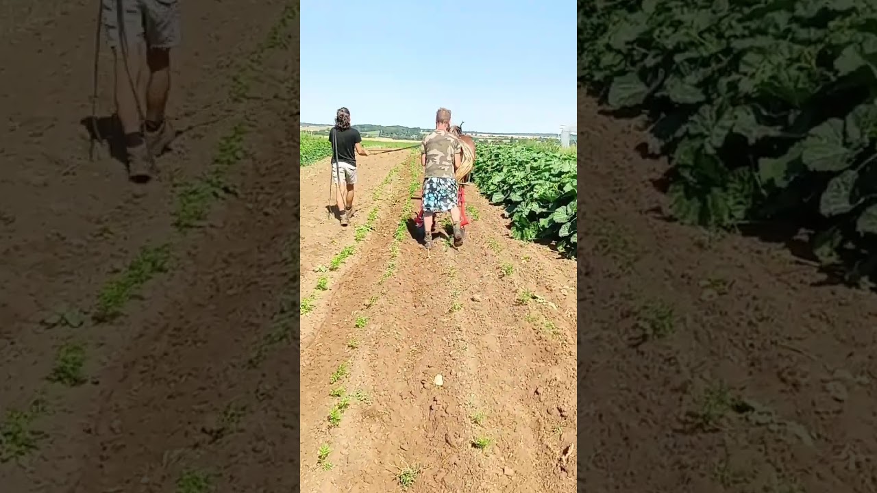 kassine d&eacute;sherbage des carottes