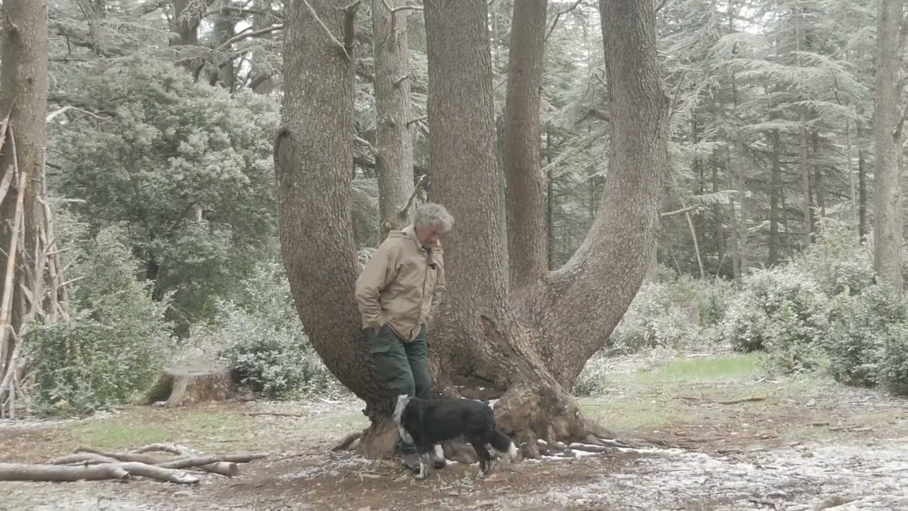 La belle cédraie du Luberon, une forêt magnifique, une ambiance mystérieuse sous la tempête....