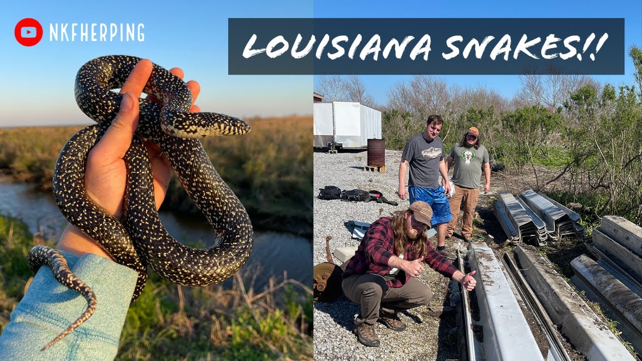 Flipping Trash for Snakes in Louisiana! Speckled Kings, Cottonmouths, and More! Spring Herping 2021