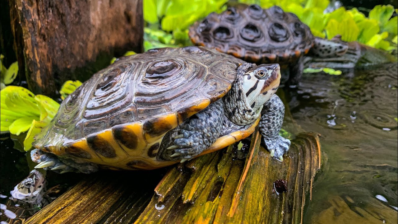 The Turtles of Swamplife Reptiles! Habitat check