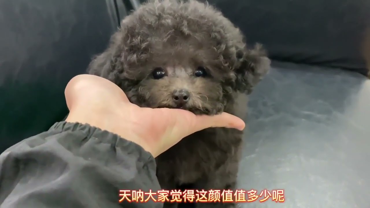 身价35000的灰泰迪犬种公，出了只幼犬，大家瞧瞧值多少