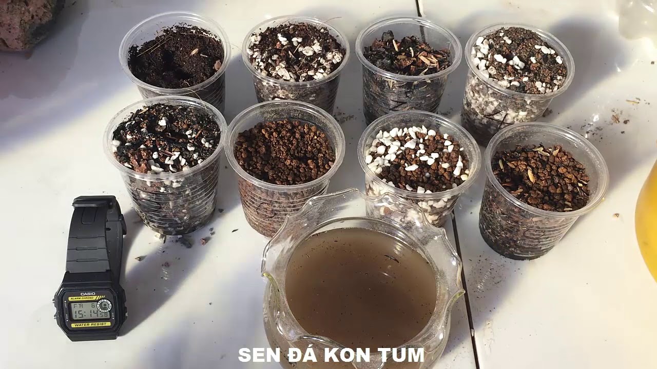 Phần 203: Test Độ Thoát Nước Của 8 Mẫu Giá Thể Trồng Sen Đá Phổ Biến Nhất Hiện Nay