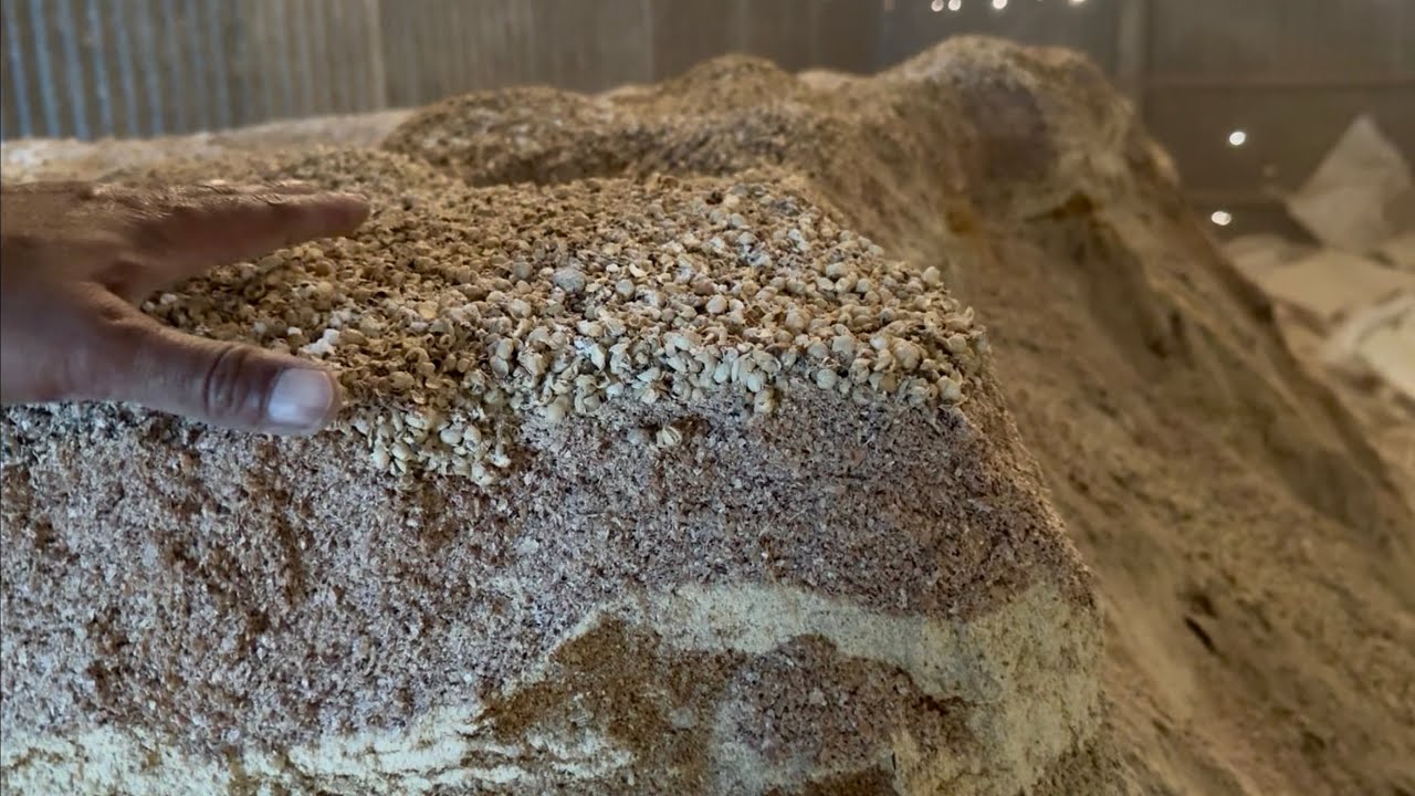 রিজিক এগ্রো ফিড মিক্সার তৈরির প্রিক্রয়া | Cow Feed Mixing Process #cowfeed #agriculture #cowhealth 