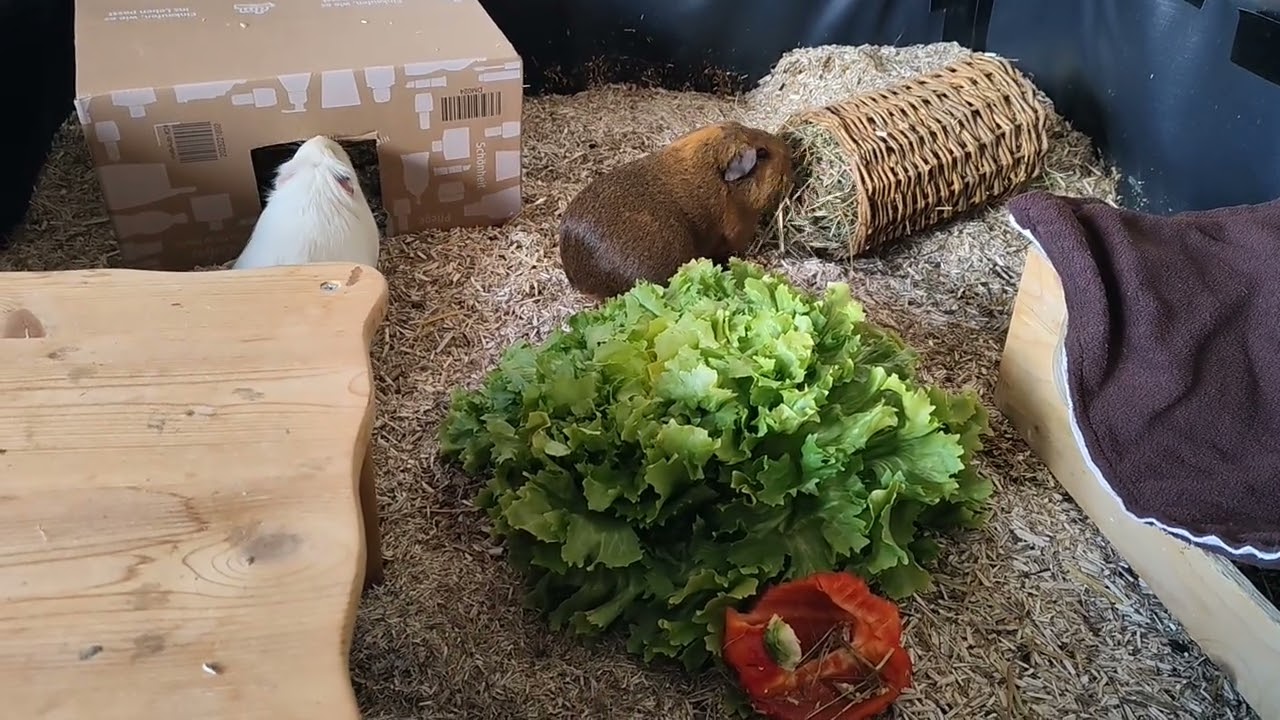 Cute Guinea pigs exploring their clean home 