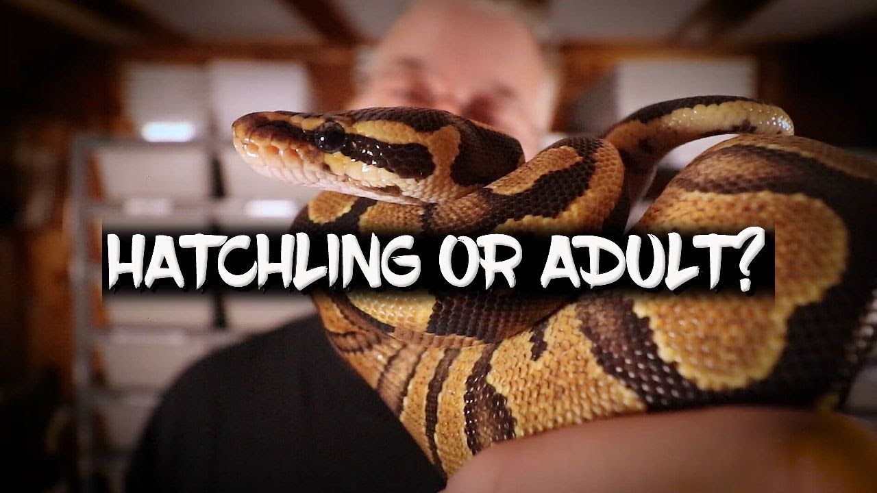 Should I buy a Hatchling or Adult Ball Python?
