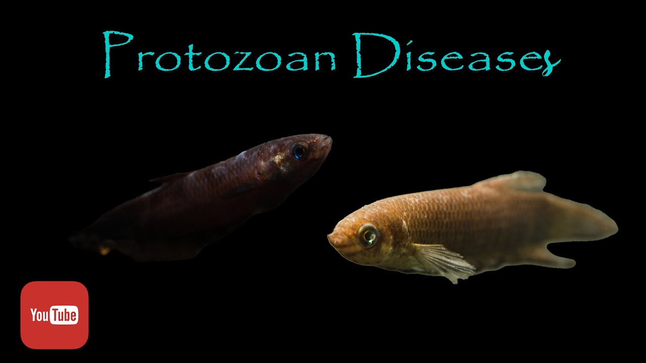 Curing protozoan infection in betta with formalin, wild betta tips