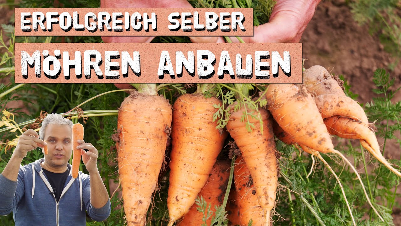 Möhren im Garten und Balkon erfolgreich anbauen - so baust du Karotten selber an! Möhren in Töpfen