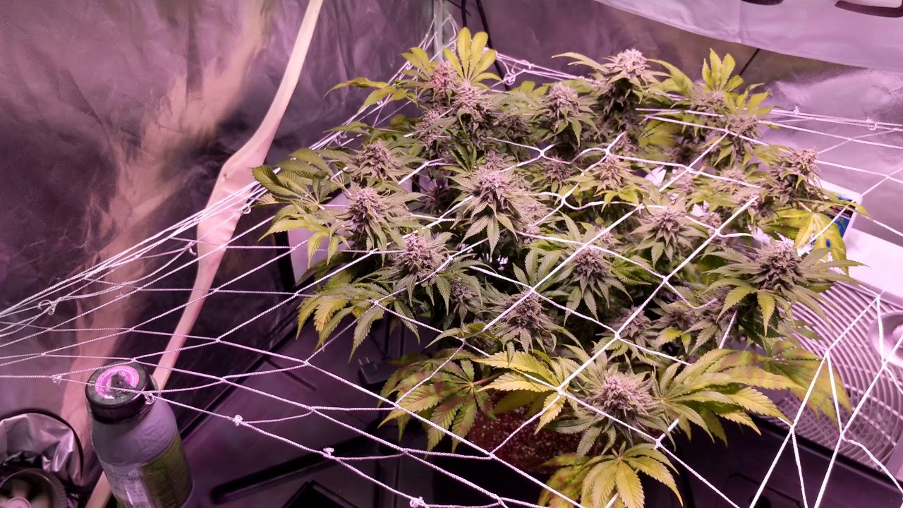 Marijuana grow update ! Week 7 flower + Week 2 + New Seed !