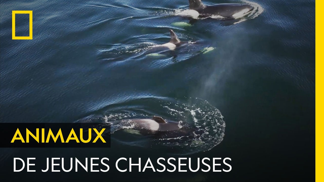 De jeunes orques en chasse nagent près des côtes de l'Ouest américain