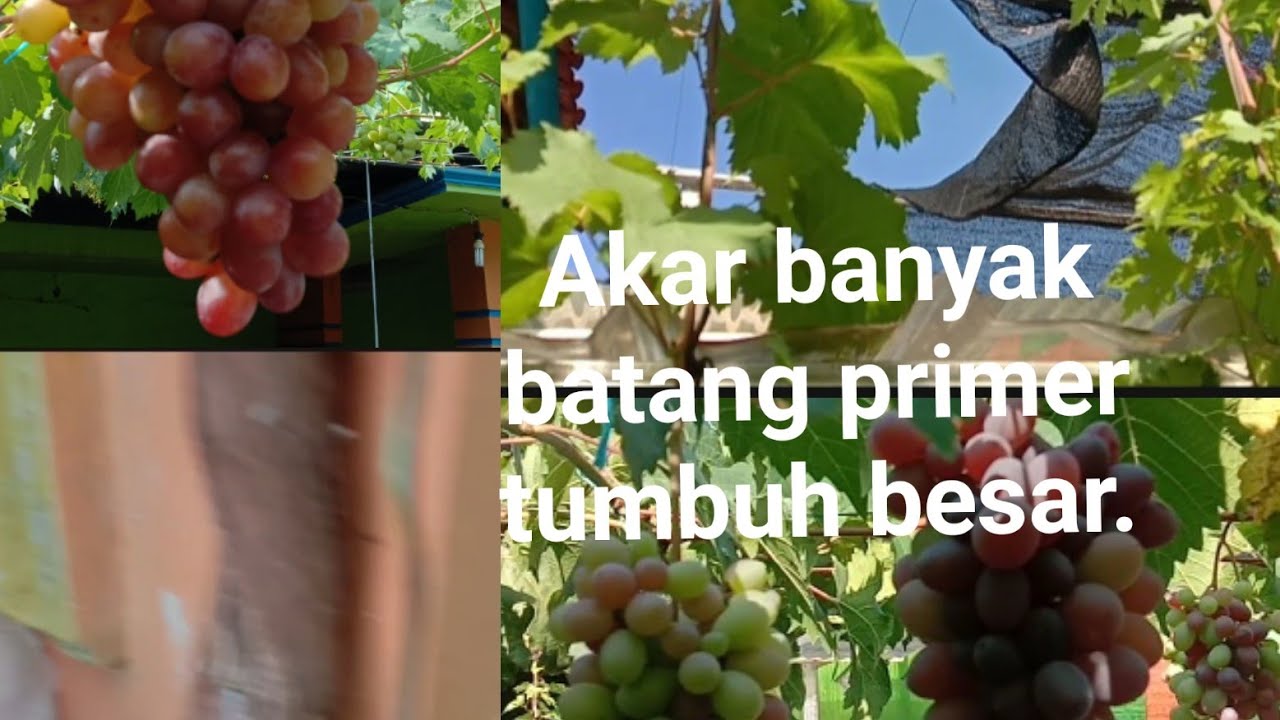 Caranya membuat batang primer tumbuh besar pada tanaman anggur,@petanihidroponikcomal.2756