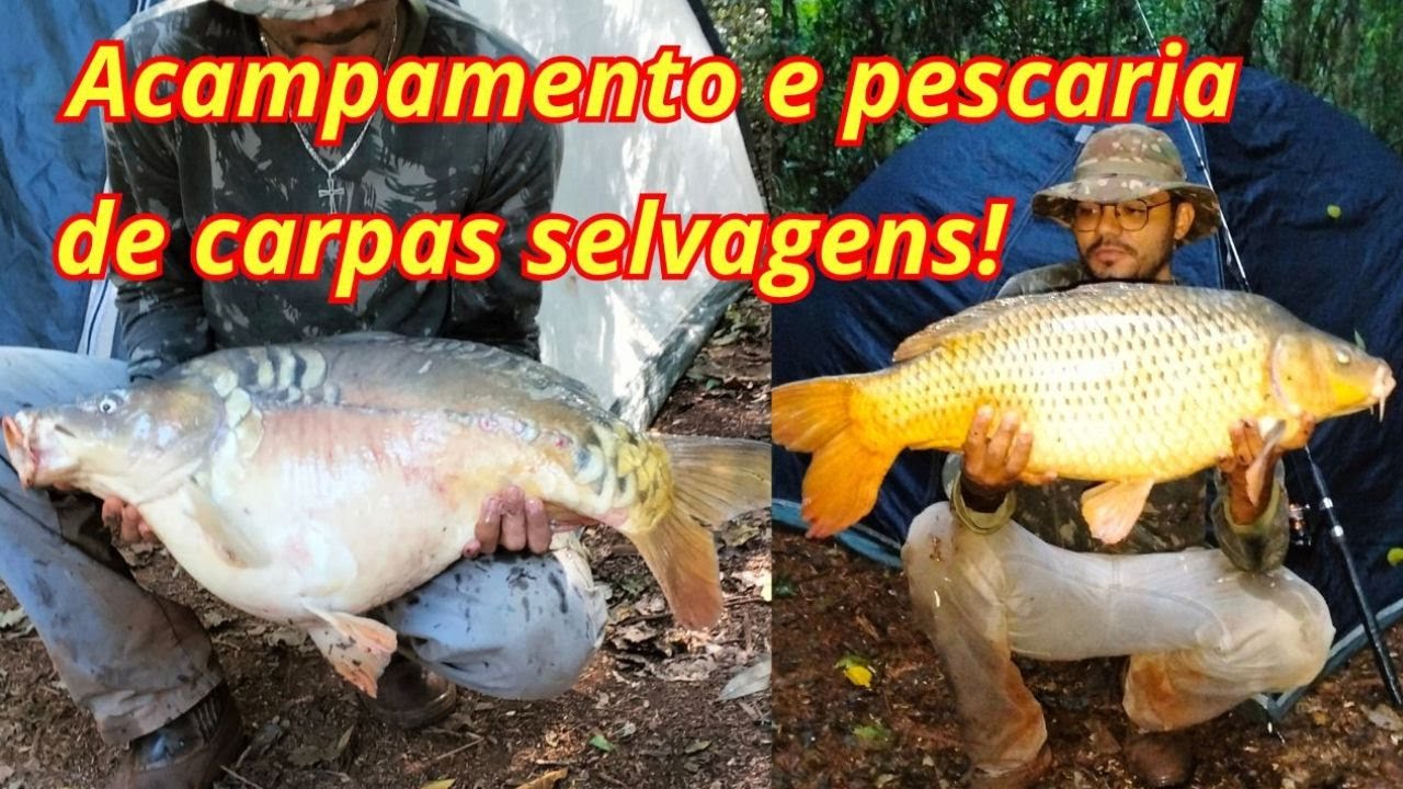 ✅🎣Acampamento e pescaria de carpas!