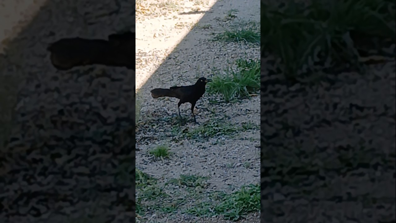 Great tailed Grackle visiting