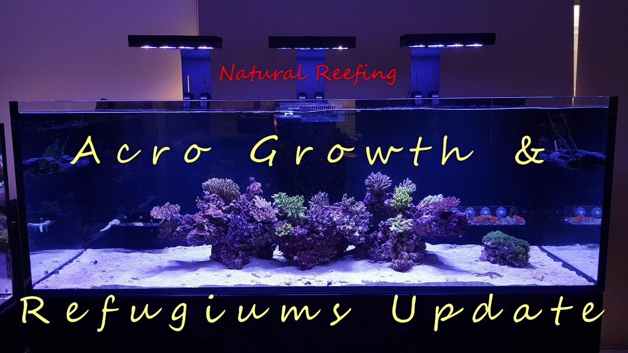 Red Sea Reefer XXL 750 Update #5 Acro Growth and Refugiums