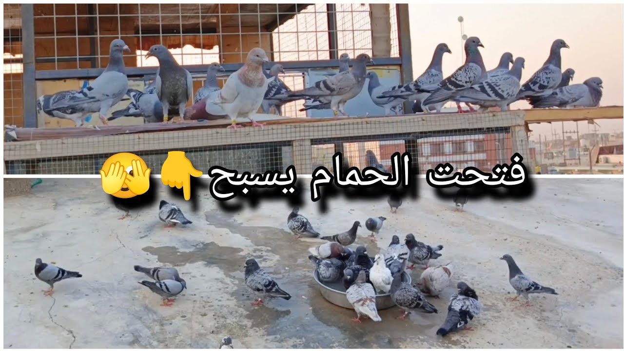 فتحت حمام الوفت يسبح  ماي بارد اجواء الصيف حاره 🌞🔥 وناسه