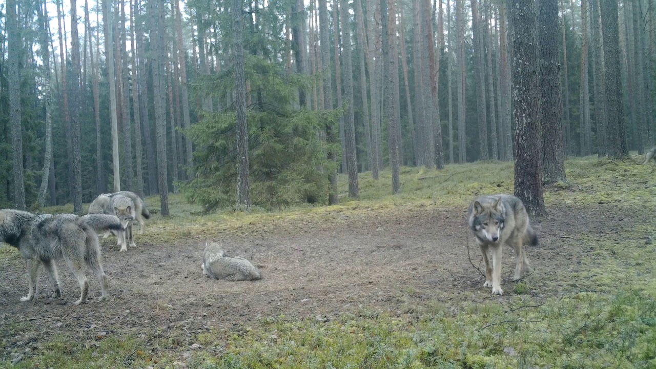Vilkai (Canis lupus). Grey Wolf, Wolf