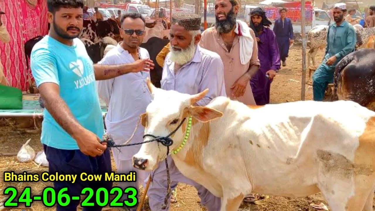 Bhains Colony Mandi Karachi Cattle Rates 25/6/2023 | Gulabi Bachiya Ka Soda 70k ❤️ | Cow Mandi 2023