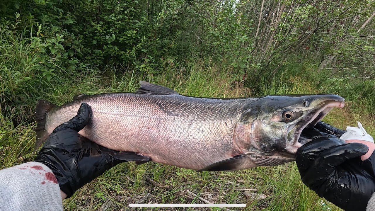 Local Creek Fishing In Anchorage Alaska