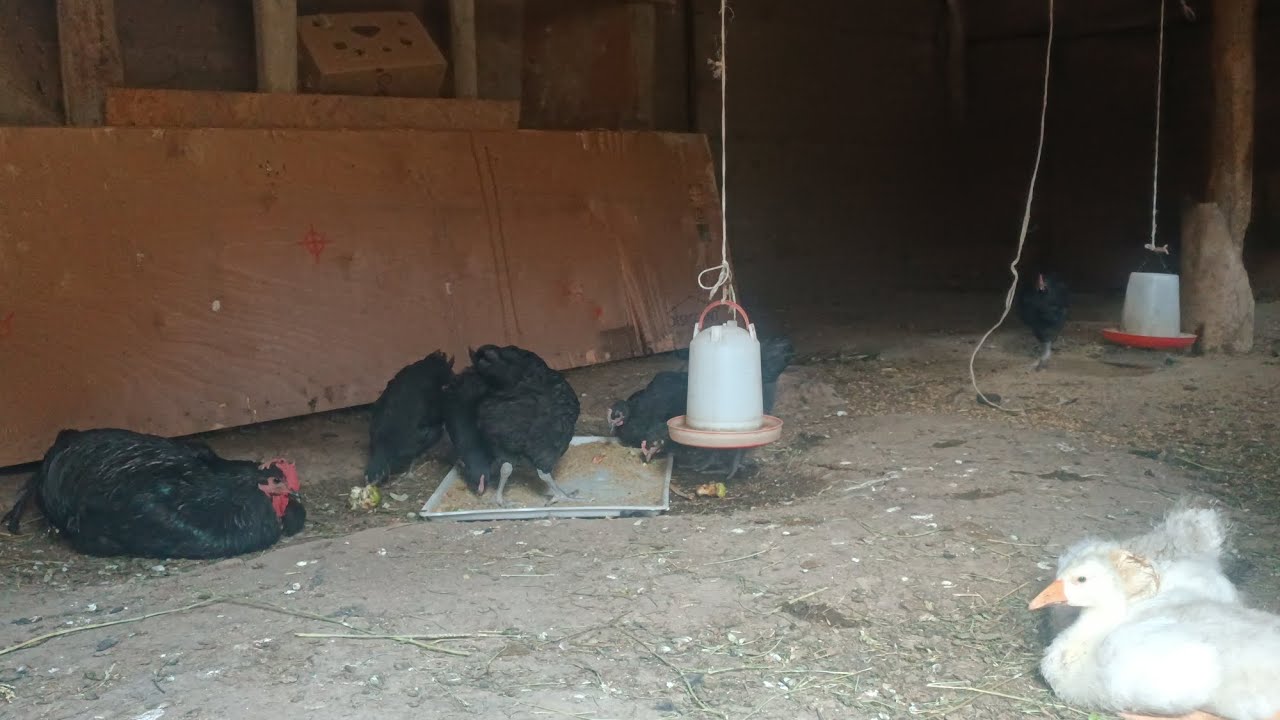 Тоок оорудан өлтурбой алып калдым буйруса