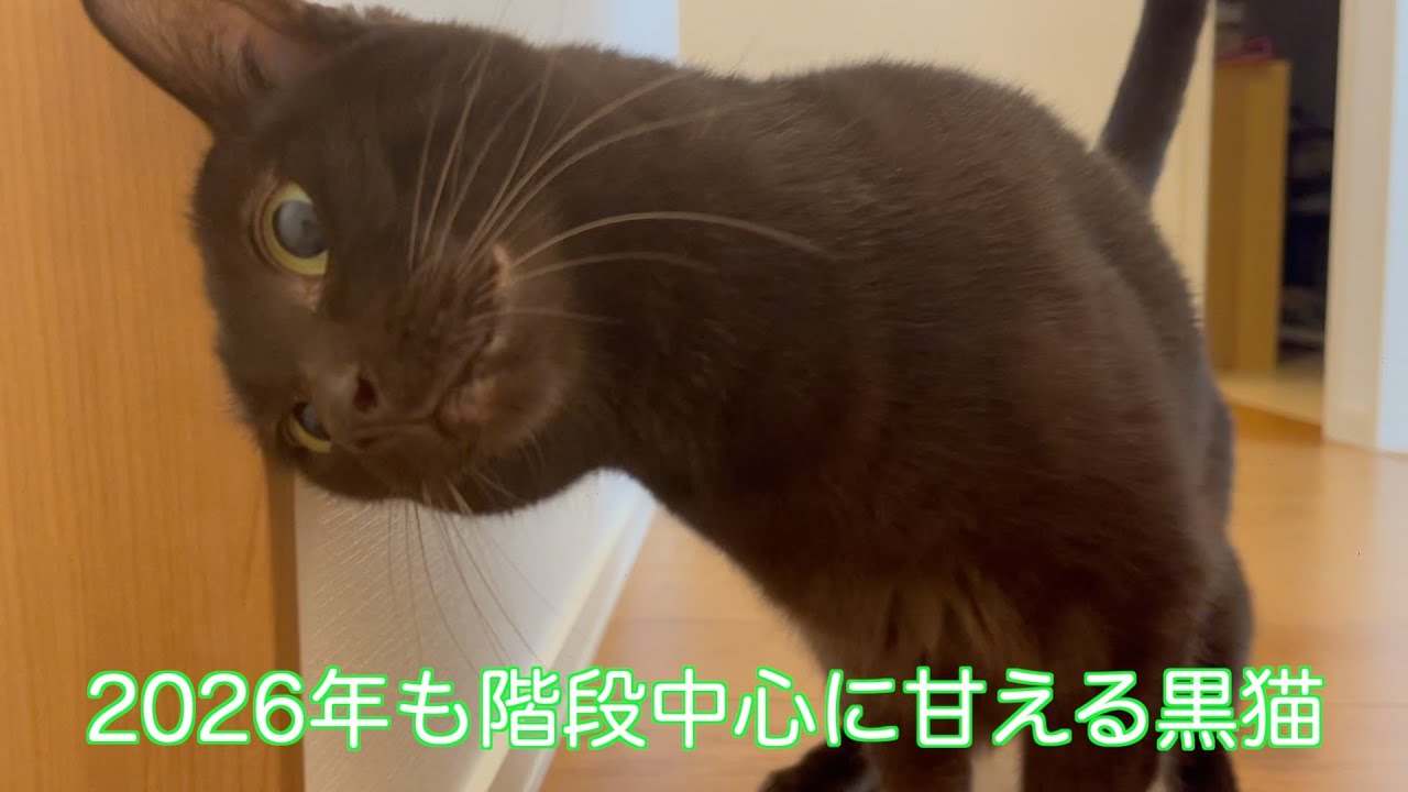 2026年も階段中心に甘える黒猫