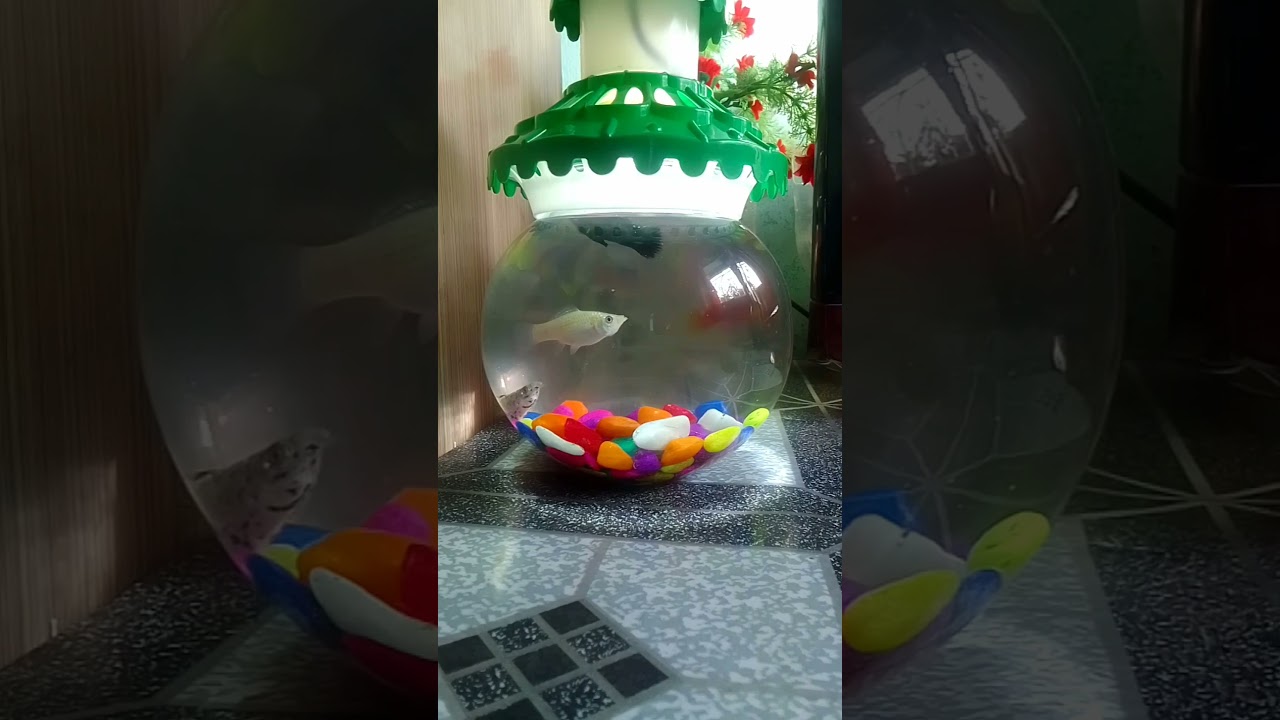 How to identify male and female molly fish #mollyfish #aquariam #shorts #vairalvideo #vairalshorts