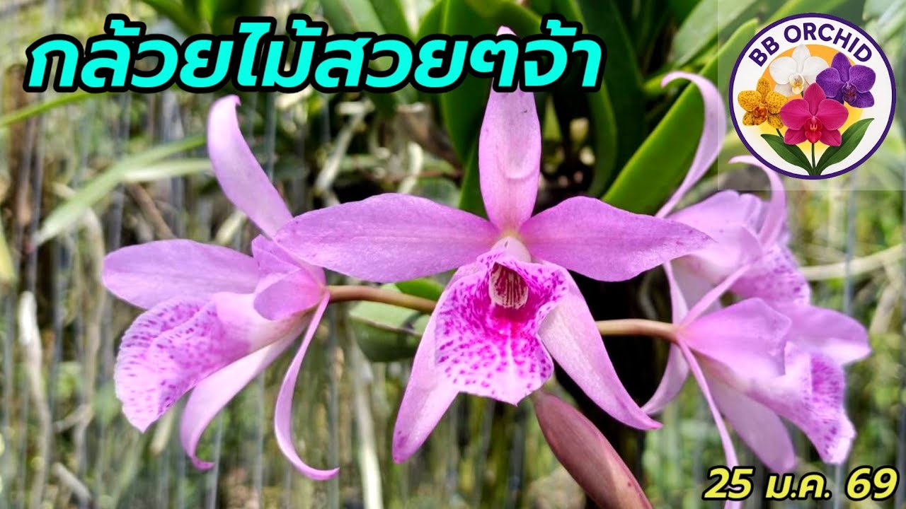 EP.68 กล้วยไม้สวยๆ กล้วยไม้หายาก กล้วยไม้ลดราคา #กล้วยไม้ #orchid 