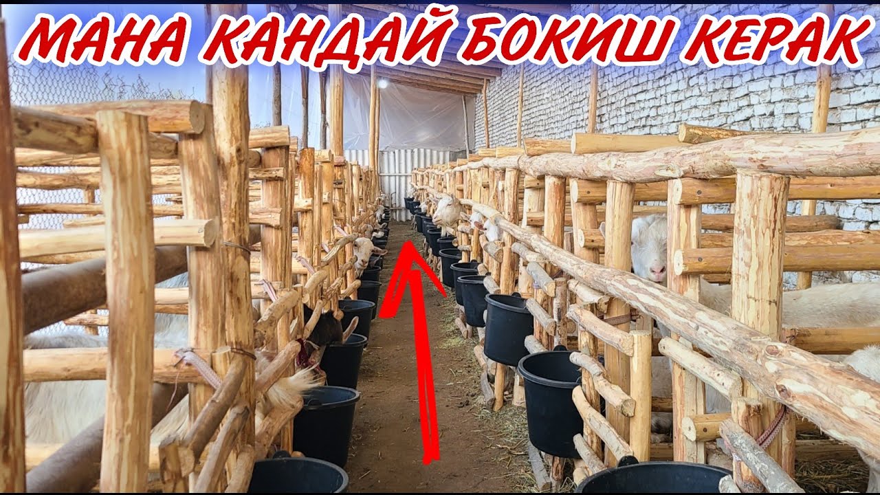 НАСИЛЧИЛИККА БОКИШ УСЛУБИ