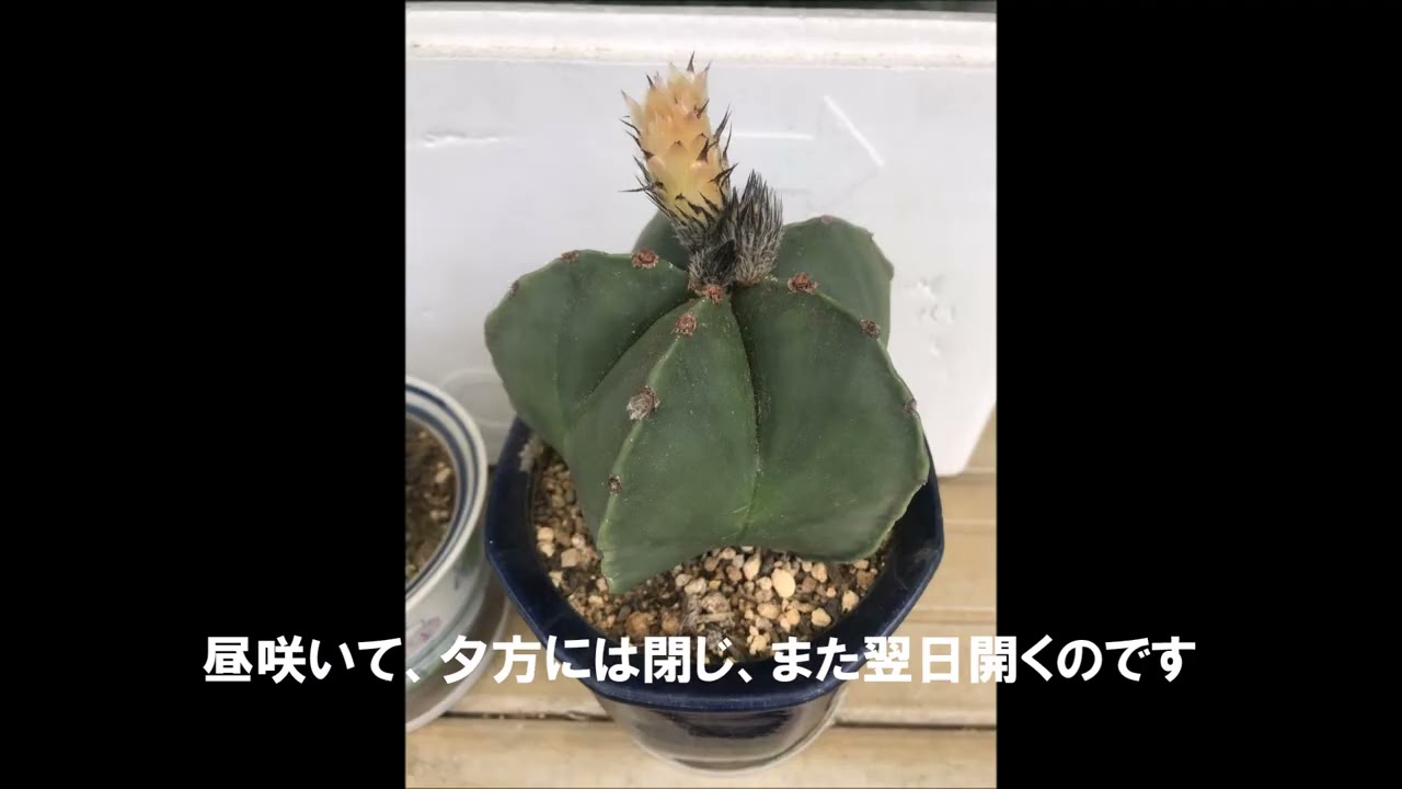 今ひそかなブーム？の多肉　アストロフィツムの花